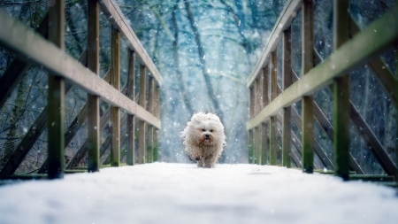 •ღ✿ღ• - cute, dog, winter, animal