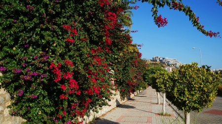 bachata street - holiday, summer, flowers, melody