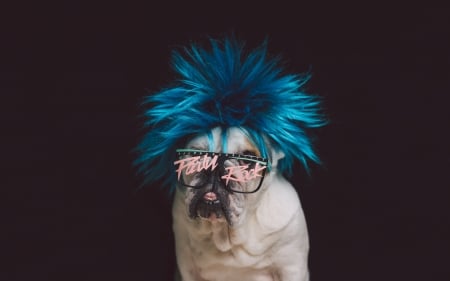 Funny dog - bulldog, funny, glasses, pink, caine, black, blue, dog