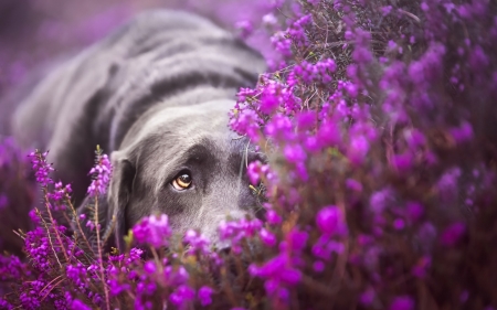 Nobody sees me! - summer, eye, flower, pink, animal, hide, funny, hidden, cute, caine