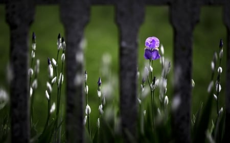 Flowers - flower, pink, fence, green