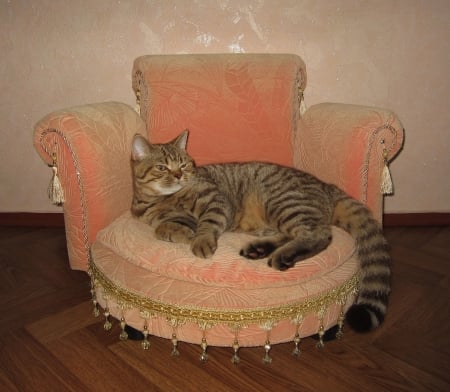 This pink throne is mine and only mine! - chair, cat, pink, throne, animal, funny, pisica, relax