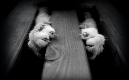 Paws and claws - black, white, pisica, paw, bw, claws, cat