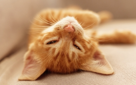 Kitten relaxing - cat, orange, pisica, cute, relax, kitten, ginger