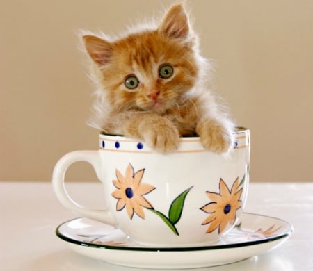 A cup of kitten - pisica, kitten, paw, funny, cute, eyes, cup, cat