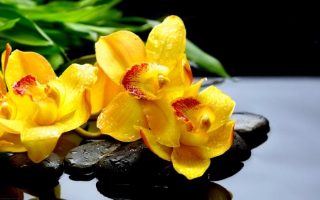 Stunning yellow orchids - plants, flowers, yellow, leaves