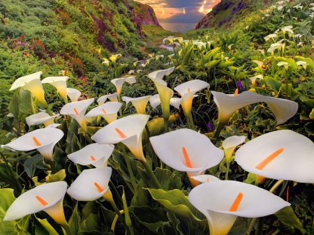 Calla Lily field - white, calla, field, flowers