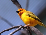 Cute Yellow Bird