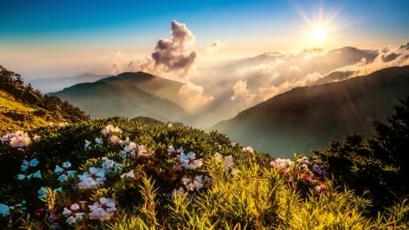 Sun rays over the mountain - summer, pretty, rays, beautiful, wildflowers, sun, sky, lovely, mountain