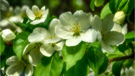 White Spring Blooms - blossoms, floral, blooms, green, summer, flowers, firefox persona theme, spring