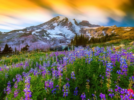 Blue Lupines on Backgroud of Mountains - flowers, nature, summer, snow, mountains, lupines, sky