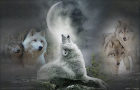 WOLVES - wolves, moon, animals, night, howling, pack