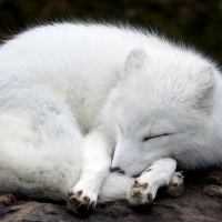 Arctic Marble Fox