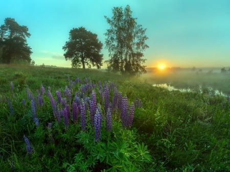 Summer Morning - nature, morning, trees, dawn, summer, flowers, grass