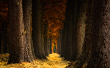 Autumn Forest - fall, trees, nature, autumn, landscape, forest