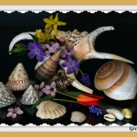 SHELLS WITH FLOWERS