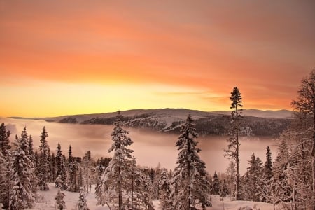 Snowy Enchanted Forest Twilight - Trees, Snow, Nature, Sunrise, Sky, Forests