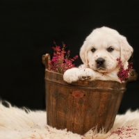 Puppy in a Bucket