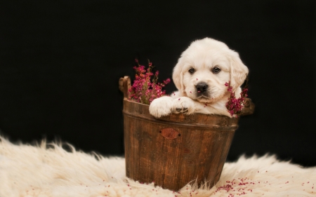 Puppy in a Bucket - retriever, wooden bucket, labrador, puppy, dog, bucket, labrador retriever