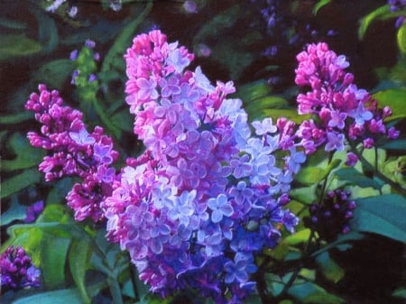 Blooms - bloom, lilacs, flower, purple