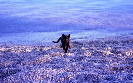 Black Cat - landscape, lake, lonely, water