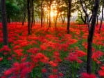 Flowers in Forest