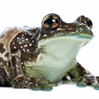 Amazon Rare Male Milk Frog