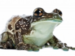 Amazon Rare Male Milk Frog