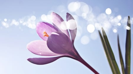 Lavender Crocus - flowers, bokeh, garden, spring, crocus