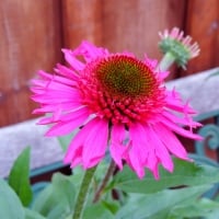 Delicious Candy Coneflower