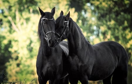 Horses - horse, animal, kiss, black, couple, cal