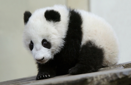 Panda cub - bear, black, white, cub, panda, cute