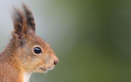 Squirrel - red, animal, squirrel, cute, veverita, green