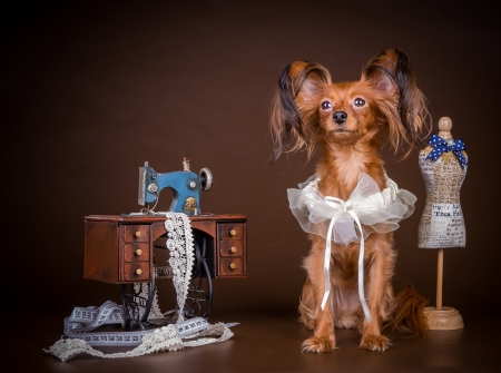 Puppy - animal, butterfly ears, funny, cute, dog, caine, puppy