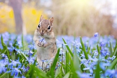 â€¢áƒ¦âœ¿áƒ¦â€¢ - animal, cute, squirrel, chipmunk