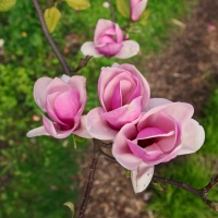 Magnolias