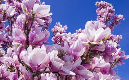 Magnolias - sky, flower, pink, spring, magnolia, blue