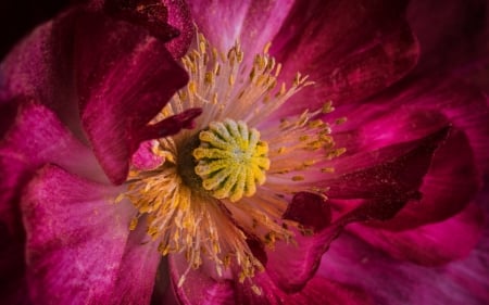 Wild rose - trandafir, skin, wild rose, macro, yellow, pink, texture