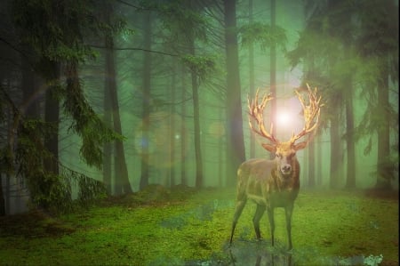 â€¢áƒ¦âœ¿áƒ¦â€¢ - animal, nature, forest, deer