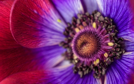 Anemone - skin, purple, red, macro, texture, flower, anemone