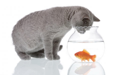 Hello, Fish! - cat, aquarium, water, summer, pisica, golden fish, kitten, white, grey, orange