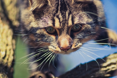 Hello, there! - skin, face, cat, eyes, animal, pisica