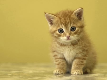 Tiny Red Kitten - tiny, animal, kitten, red, cat