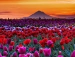 Sunset in Tulip Farm in Woodburn, Oregon