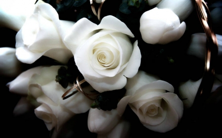 White Rose - white, flowers, rose, petals