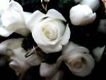 White Rose