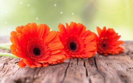 Beautiful Flowers - bloom, flowers, gerberas, wood