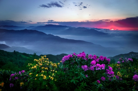 Beautiful Scenery - flowers, sunset, nature, mountain, sky