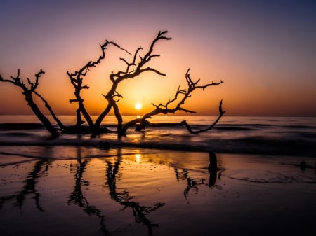 Sea Sunset - nature, beach, driftwood, island, sunset, sea