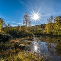 Summer at the Forest Lake